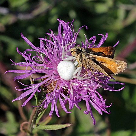 Crab spider (Misumena Vatia) with prey silver-spotted skipper (Hesperia comma).jpg