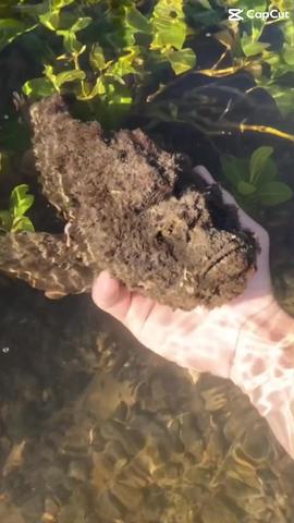 found this cool rock in the mangroves 👍 #stonefish #animaltok #seacreatures #ocean #fyp #octopus #animals #venom  created by Miller Wilson with Miller Wilson's original sound