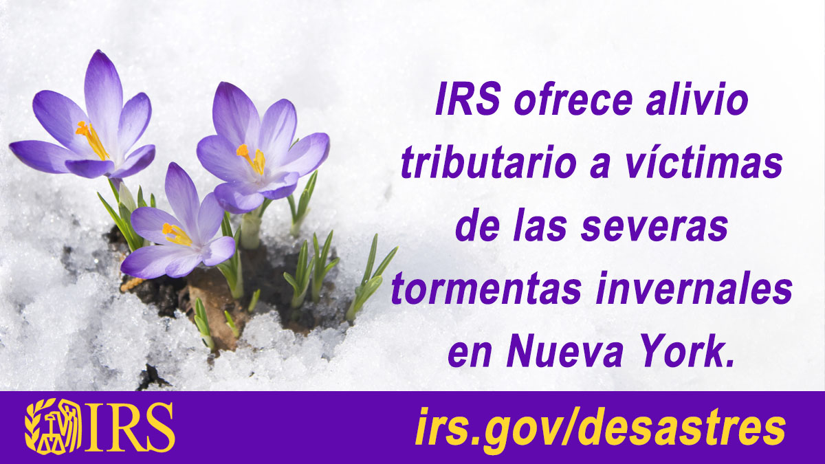 Flores color violeta que florecen de la nieve derretida. Texto: IRS ofrece alivio tributario a víctimas de las severas tormentas invernales en Nueva York. Irs.gov/desastres. Logotipo de IRS.