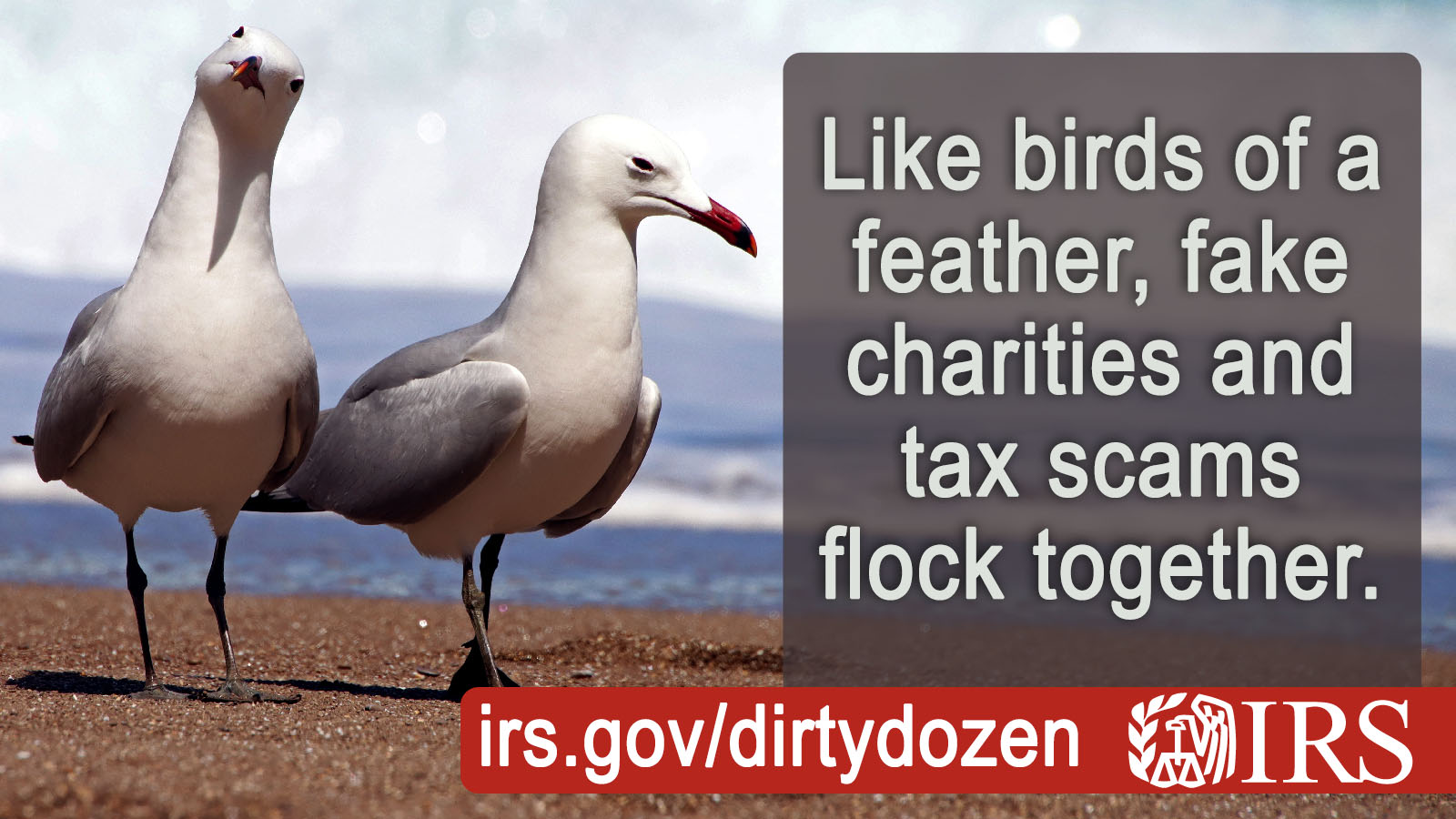 Two seagulls at the beach. IRS logo. Text: Like birds of a feather, fake charities and tax scams flock together. Irs.gov/dirtydozen