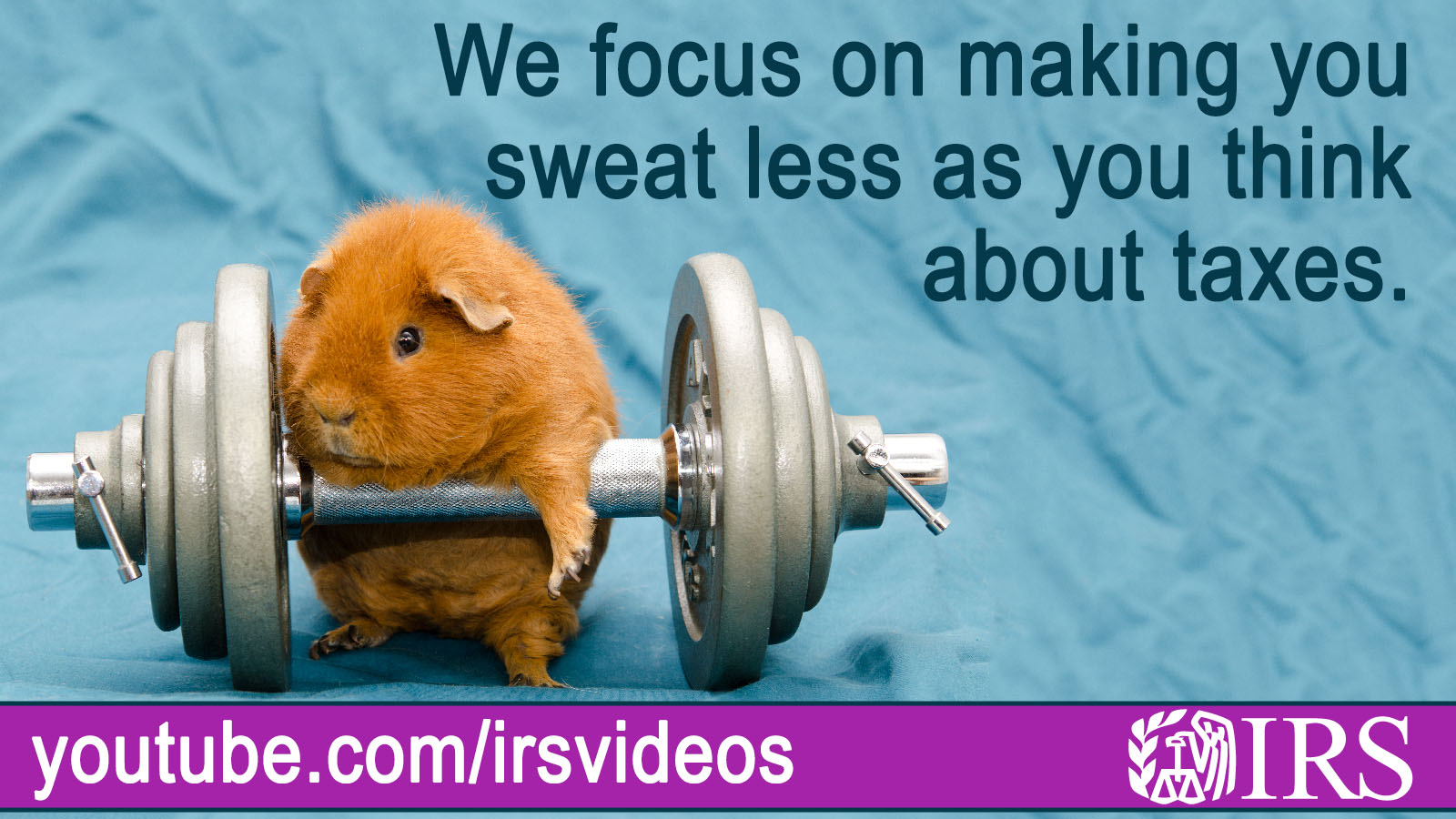 A little guinea pig stands with a training weight set.  IRS logo. Text: We focus on making you sweat less as you think about taxes. Youtube.com/irsvideos