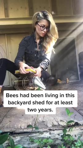 Save the bees! #bees #tiktok #foryou #fyp #nature #love #animals #amazing gemaakt door Erika Thompson met original sound van Erika Thompson