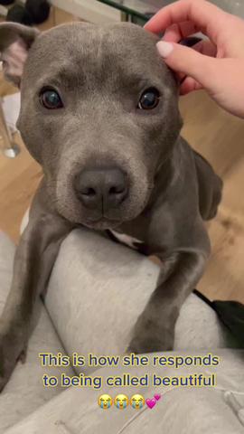 Heart officially melted ❤️ Honey has the sweetest soul ✨🐶 #cute #fyp #puppylove #staffylove created by Sarah Lawther with Sarah Lawther's original sound