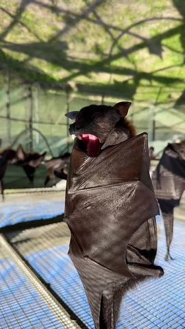 big yawn #bats #lubeebats #cute  created by Lubee Bat Conservancy with The King Khan & BBQ Show's Love You So