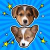 Doby & Blue - Corgis,dobyandblue