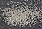 American White Pelicans forage on Lake Okeechobee