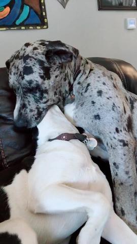 Here is the original video that started it all! We love you all thank you so much for all the love! #thankyou #dogs #funny #funnyvideo #greatdane created by Roxie, Dusty, & Odie with Roxie, Dusty, & Odie's original sound