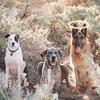 Roxie, Dusty, & Odie,adventurepawz