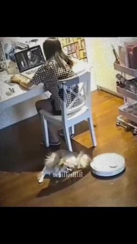 #meme #pet #cats #catsoftiktok #dog  created by CAT’S MEME with CAT’S MEME's nhạc nền