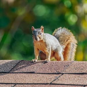A squirrel on a roof
