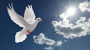 Dove in the sky