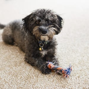 Dog holding toy laying on berber carpet