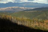 Montana Forests Struggle With Climate Change