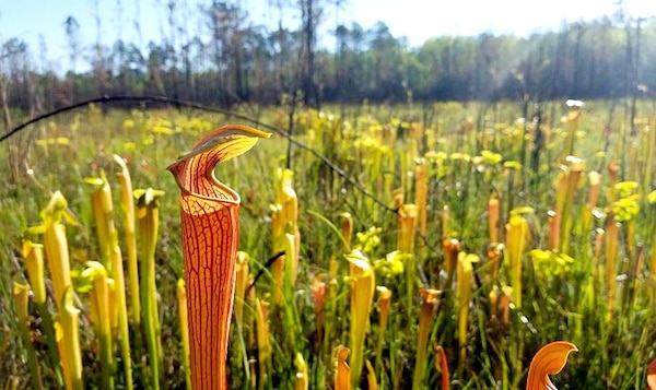 On a sunny day, an orange plant sits in a lush green field surrounded by other yellow and orange plants.