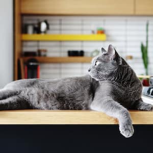 A cat sits on a kitchen countertop