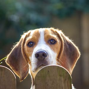 Dog looking over fence