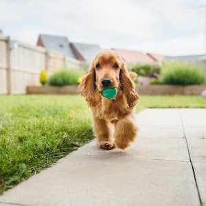 A cute cocker spaniel dog playing in the fenced garden