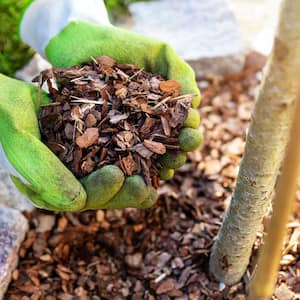 Hand holding pine tree mulch