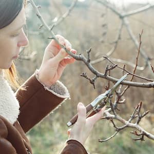  Woman pruning a tree during spring