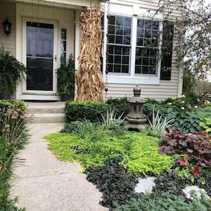 A shady front yard with a leafy ground