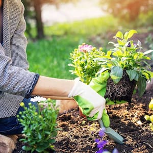 Woman planting flowers in garden bed