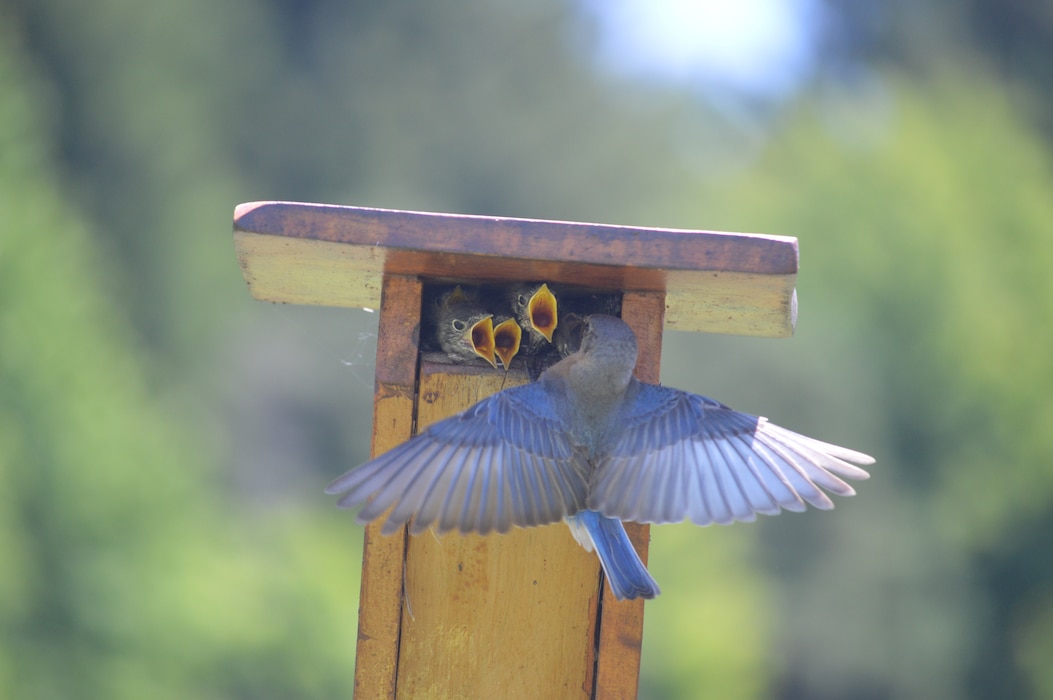 Bluebird volunteer