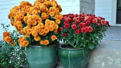 fall mums