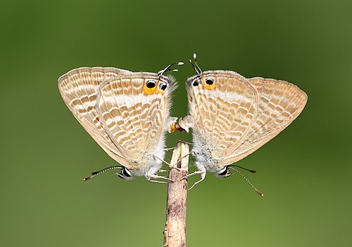 Mating of Lampides boeticus (Linnaeus, 1767) - Pea Blue.jpg