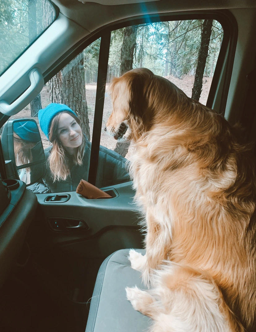 dog in passenger seat