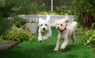 dogs running in backyard