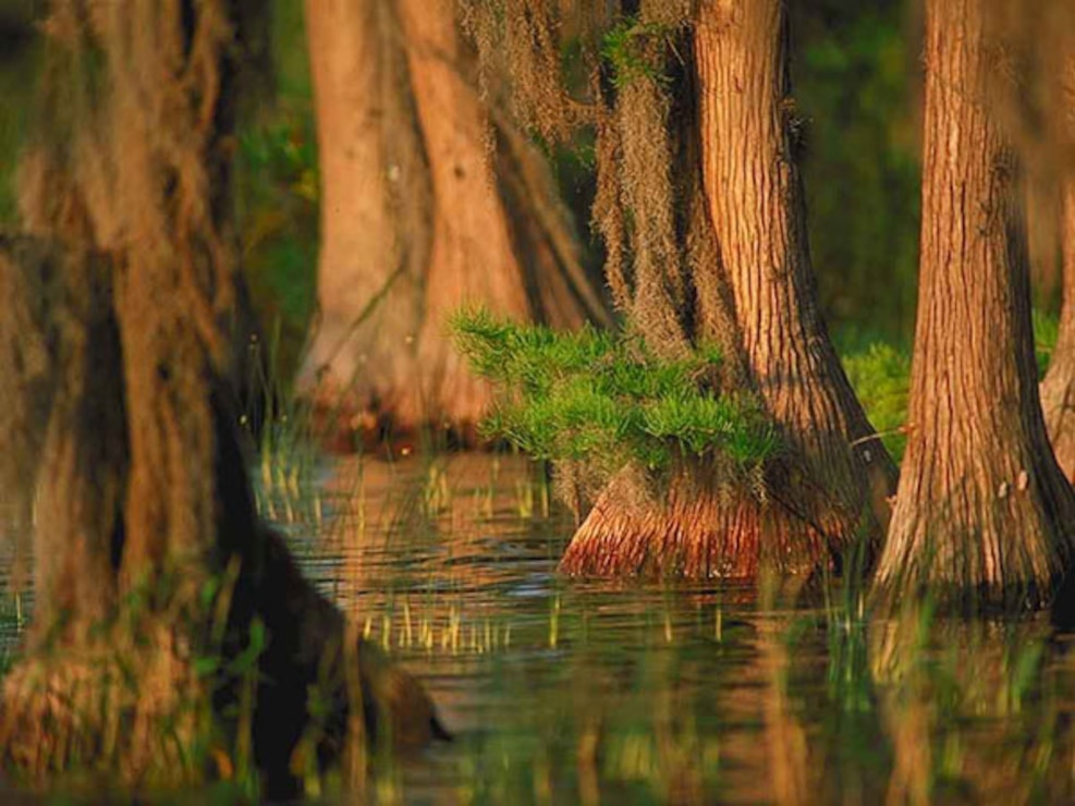 Cypress trees