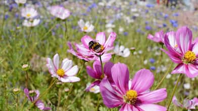 bumblebee perched on a cosmos flower