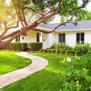 A nice house with large tree and roses