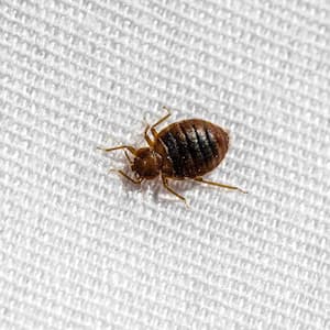 Closeup of a bed bug on white fabric