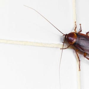 Cockroach on a white tile wall