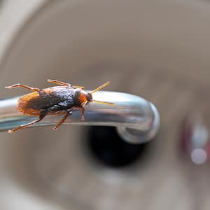 roach on kitchen water faucet