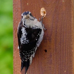 woodpecker making a hole in house