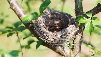 Empty bird nest on a tree branch