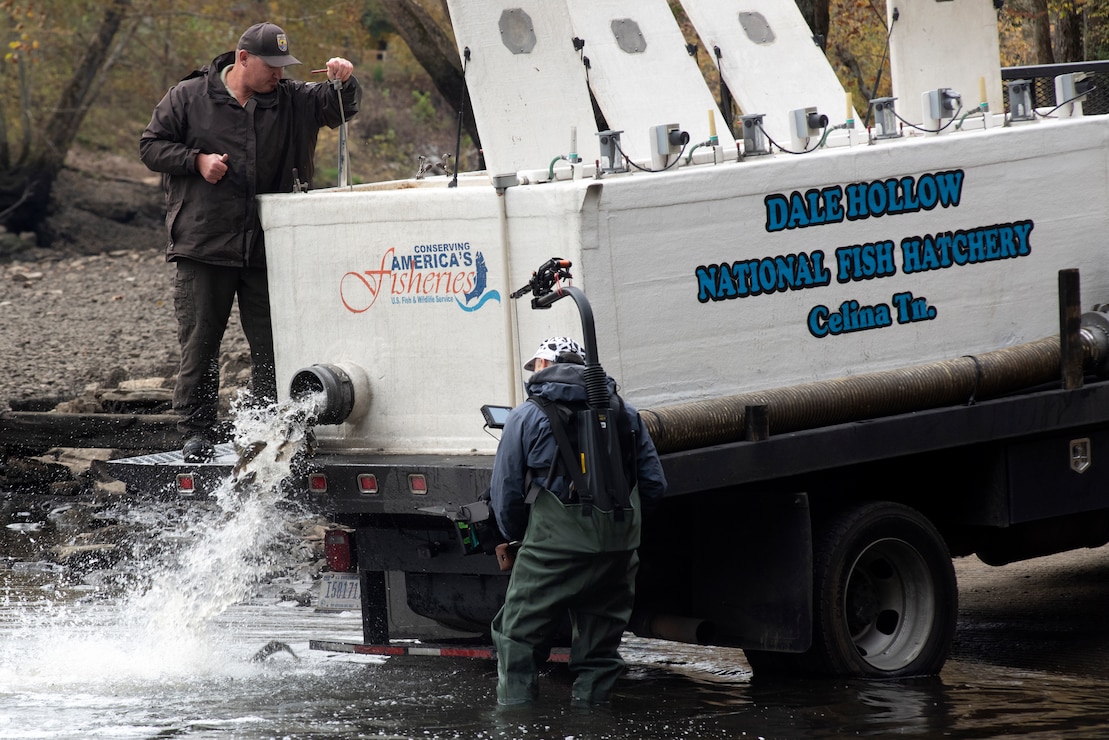 Director Zebediah Smith with Open Jaw Productions captures video of Jerry Short releasing trout Nov. 3, 2021 into the Caney Fork River below Center Hill Dam in Lancaster, Tennessee. The dam’s tailwater provides world-class trout fishing opportunities. Short is a motor vehicle operator with the Dale Hollow National Fish Hatchery Fish Rearing and Distribution. (USACE Photo by Lee Roberts)