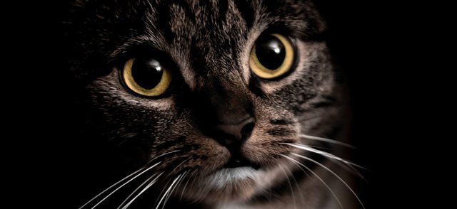 Почему глаза кошки светятся в темноте?