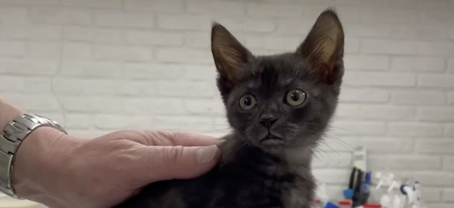 В Москве спасли котенка из коробки, с которой играли дети