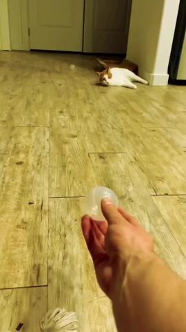 #animals #funnyvideos #funny  created by Funny Animal with Funny Animal's nhạc nền