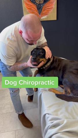 #chiropractic #chiropractortiktok #usa_tiktok #dogsoftiktok #viral #foryoupage  created by BONES HANDS Animals with BONES HANDS Animals's Originalton