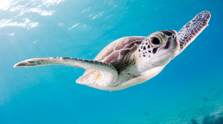 Turtle swimming in the Caribbean Sea