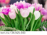 A Festive Bouquet of fresh Flowers of Pink White lilac Spring Tulips for the Women's Holiday on March 8, Mother's day, Easter, Wedding, to the congratulation invitation Birthday. Стоковое фото, фотограф Светлана Евграфова / Фотобанк Лори