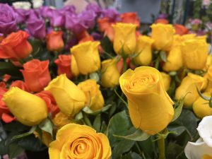 Multi-colored mass of roses.