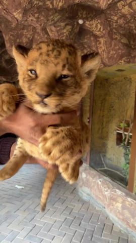 يسعدو الاسد الكيوت 😍 #رامزعايش #حيوانات #قطط #fypシ #parati #cat #cute #cutebaby #lion #simba #simbachallenge @Jay Brewer @simbaonfire  created by رامز عايش with German Garmendia's SIMBA
