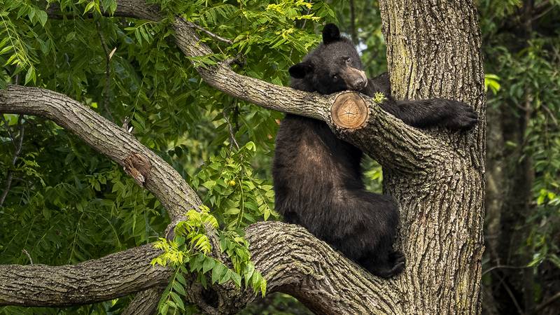 A black bear stays in a tree while police attempt to keep it in place until wildlife...
