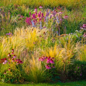 A landscaped garden with ornamental grass