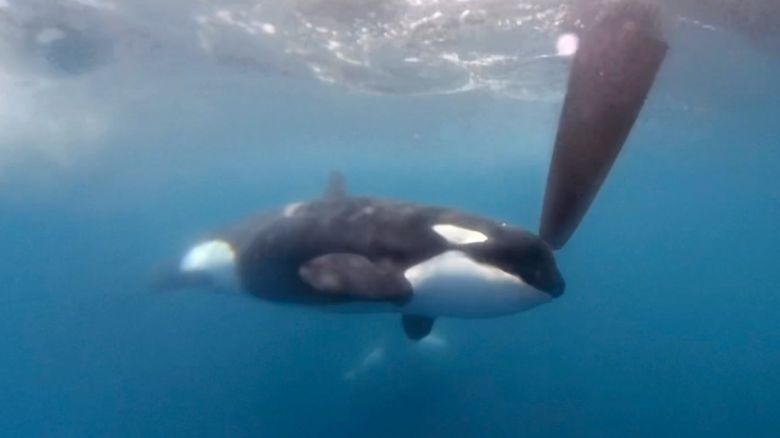 In a image from video provided by The Ocean Race, an orca moves along a rudder of the Team JAJO entry in The Ocean Race on Thursday, June 22, 2023, as the boat approached the Strait of Gibraltar. A pod of killer whales bumped one of the boats in an endurance sailing race, the latest encounter in what researchers say is a growing trend of sometimes-aggressive interactions with Iberian orcas. No one was injured.